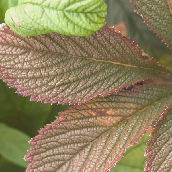 Rodgersia pinnata 'Chocolate Wing' - 1 Gallon Potted Perennial