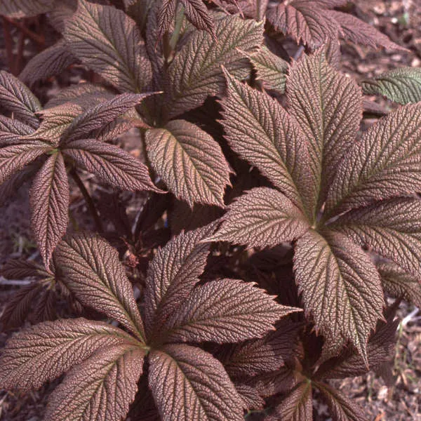Rodgersia pinnata 'Chocolate Wing' - 1 Gallon Potted Perennial