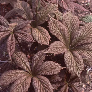 Rodgersia pinnata 'Chocolate Wing' - 1 Gallon Potted Perennial