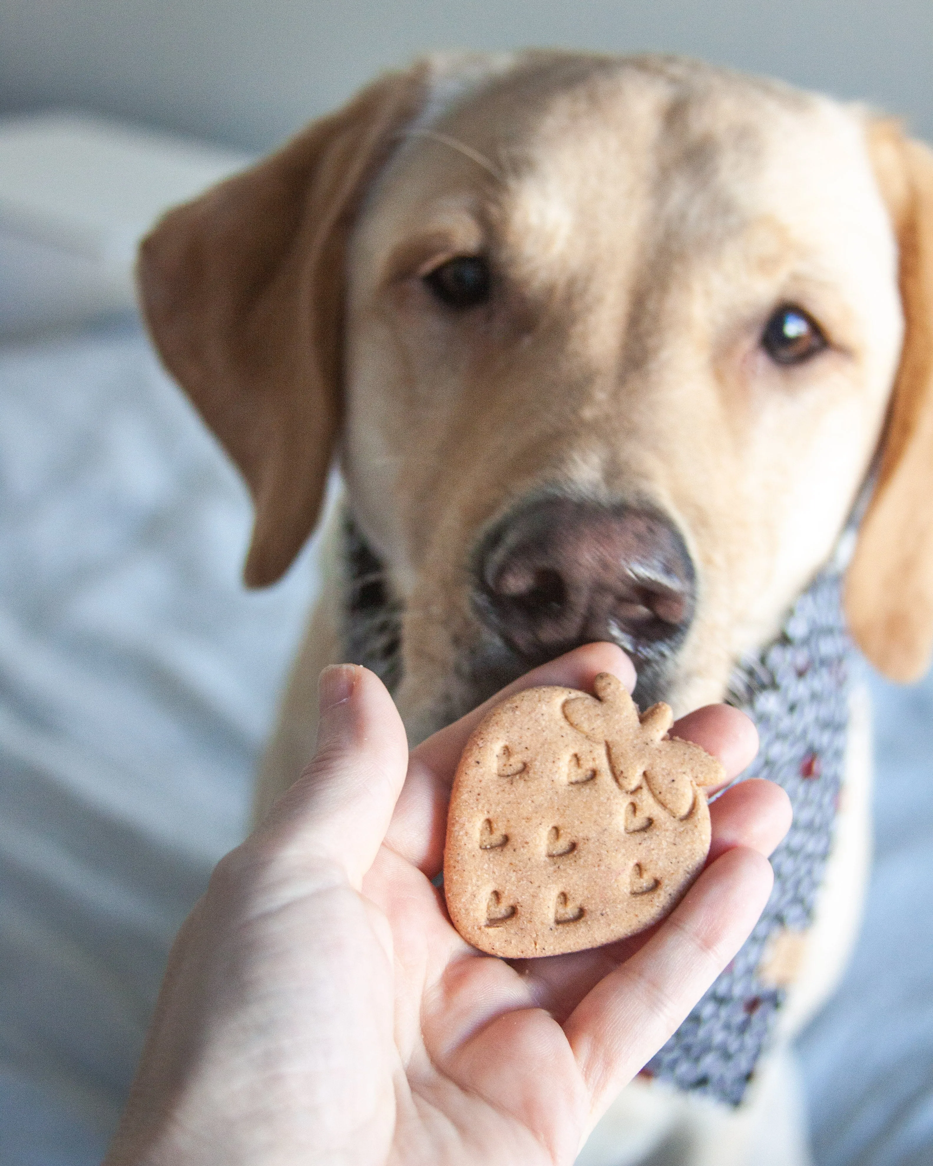 Valentine's Day Dog Biscuit Cookie Cutters (Bundle of 4)