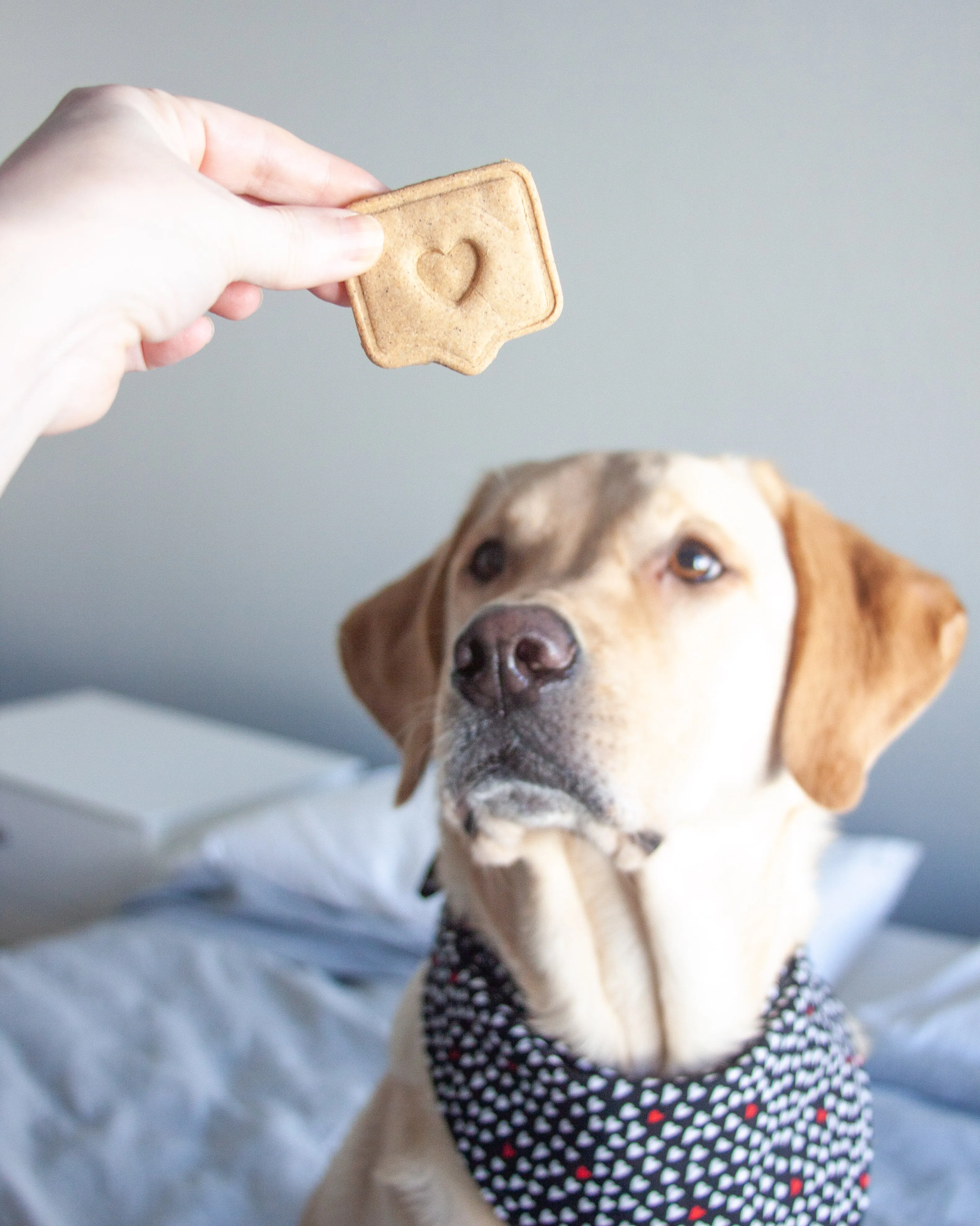 Valentine's Day Dog Biscuit Cookie Cutters (Bundle of 4)