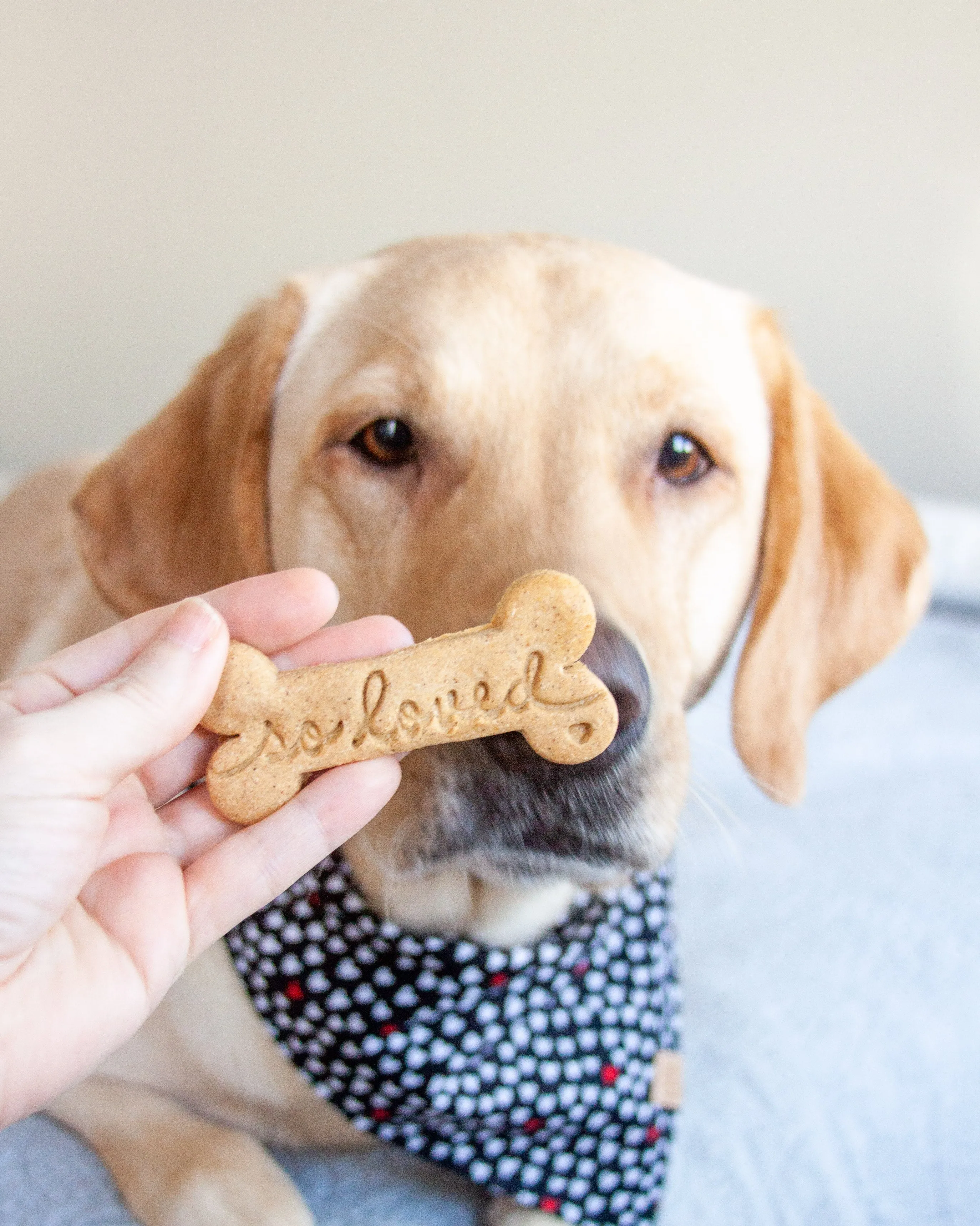 Valentine's Day Dog Biscuit Cookie Cutters (Bundle of 4)