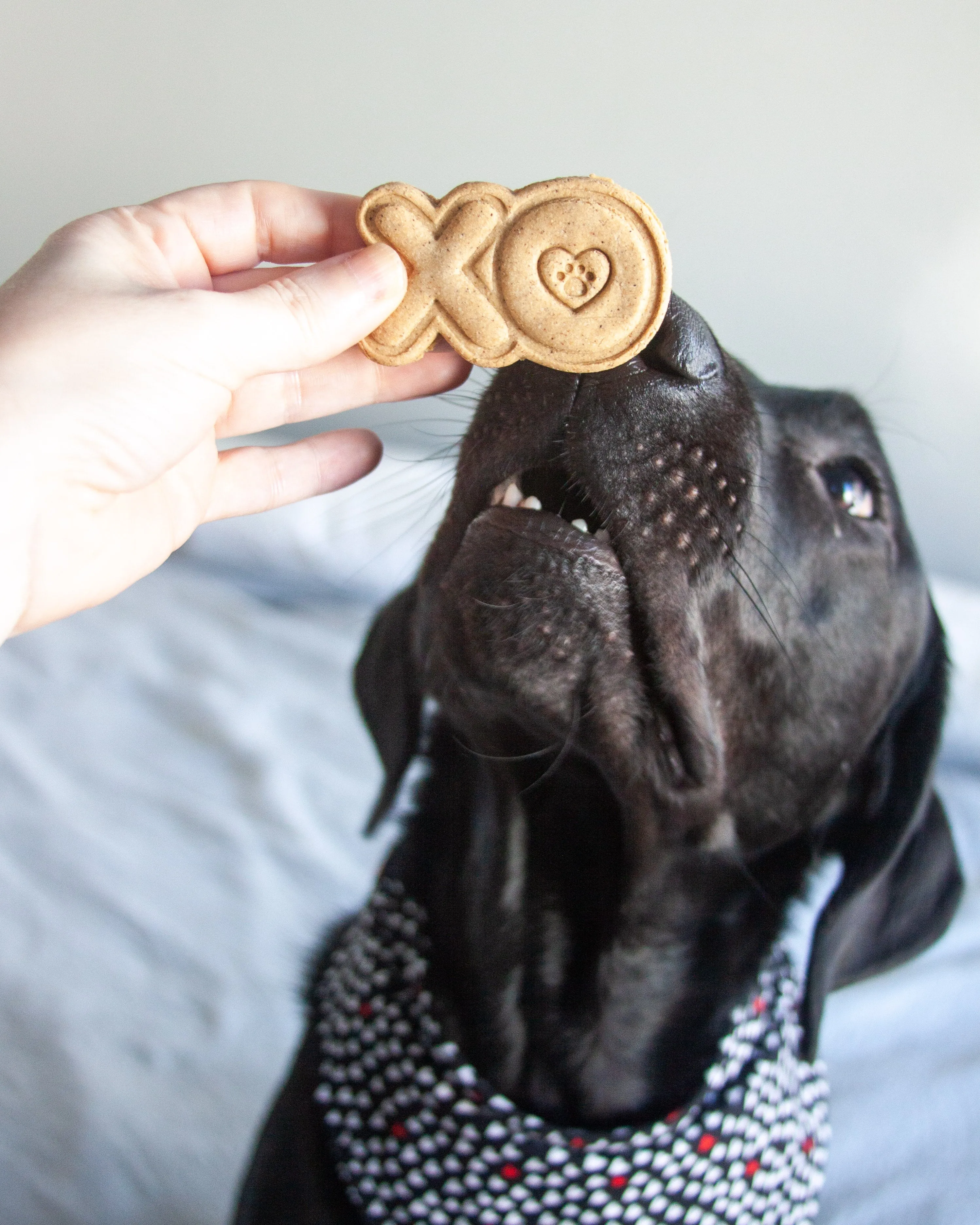 Valentine's Day Dog Biscuit Cookie Cutters (Bundle of 4)